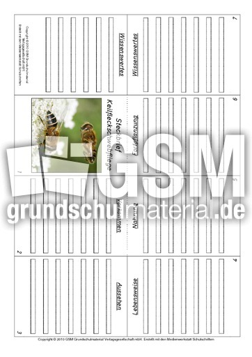 Faltbuch-Keilfleckschwebfliege.pdf